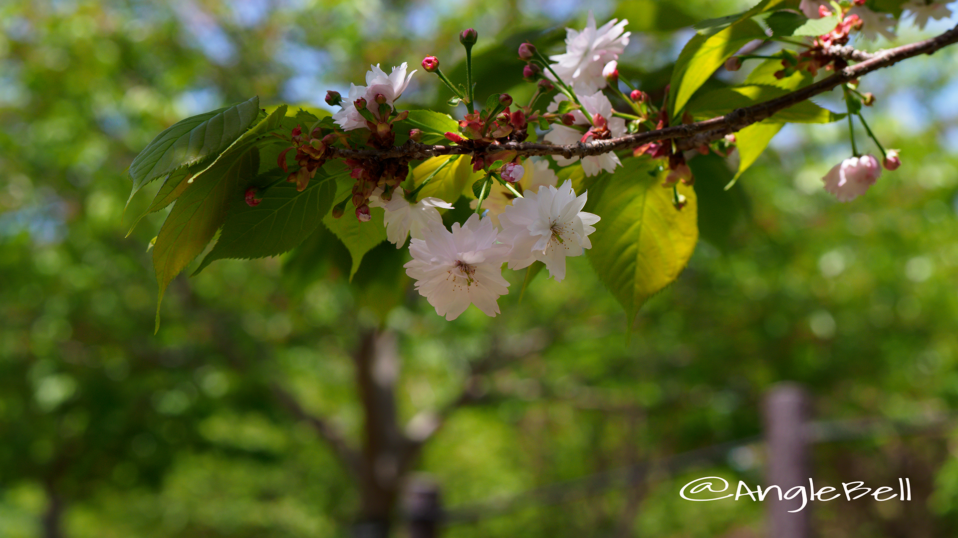 ナラノヤエザクラ 奈良の八重桜 Flower Photo3