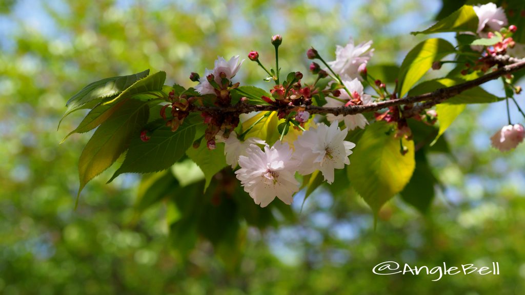 ナラノヤエザクラ 奈良の八重桜 Flower Photo1