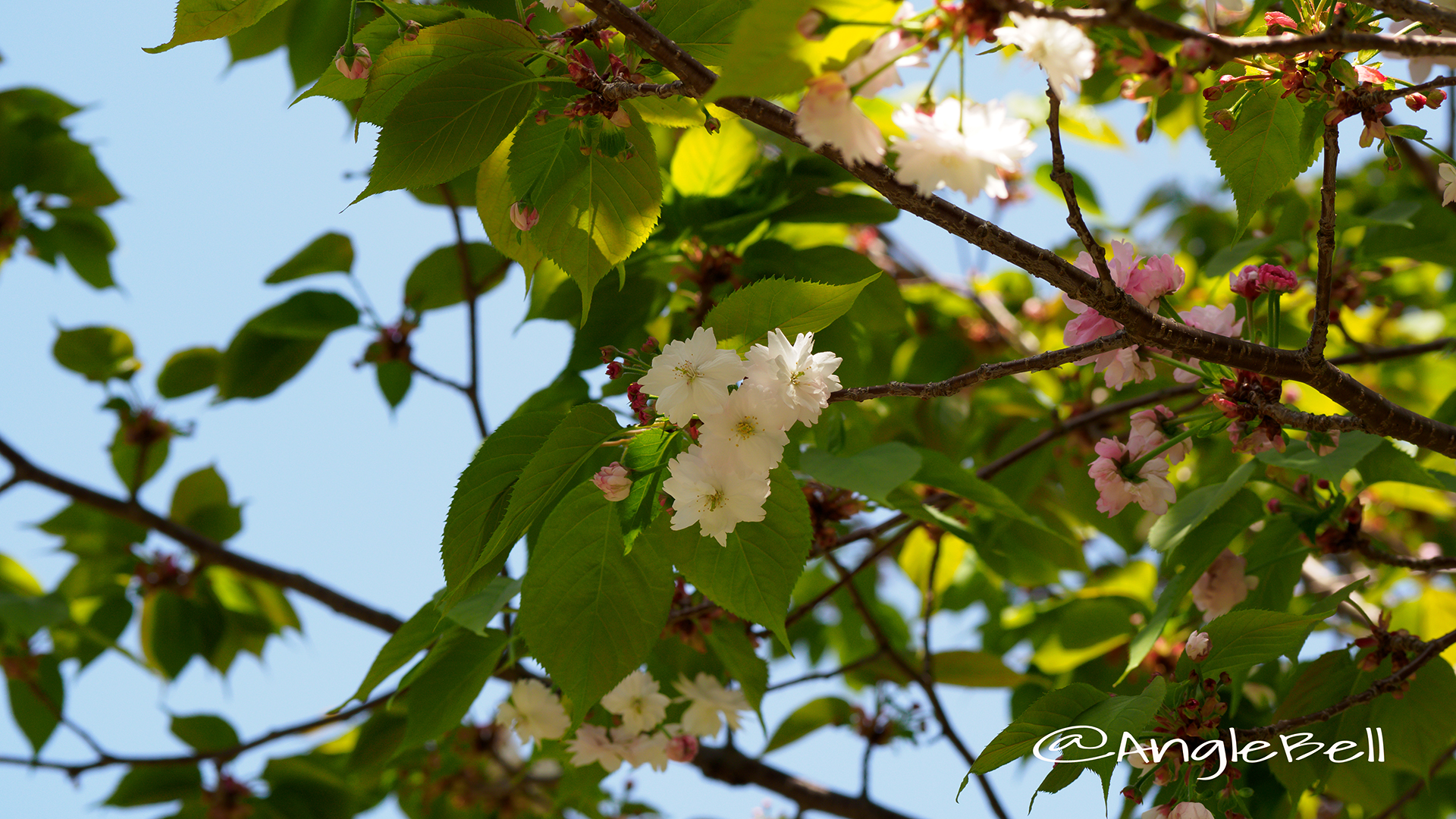 ナラノヤエザクラ 奈良の八重桜 Flower Photo2