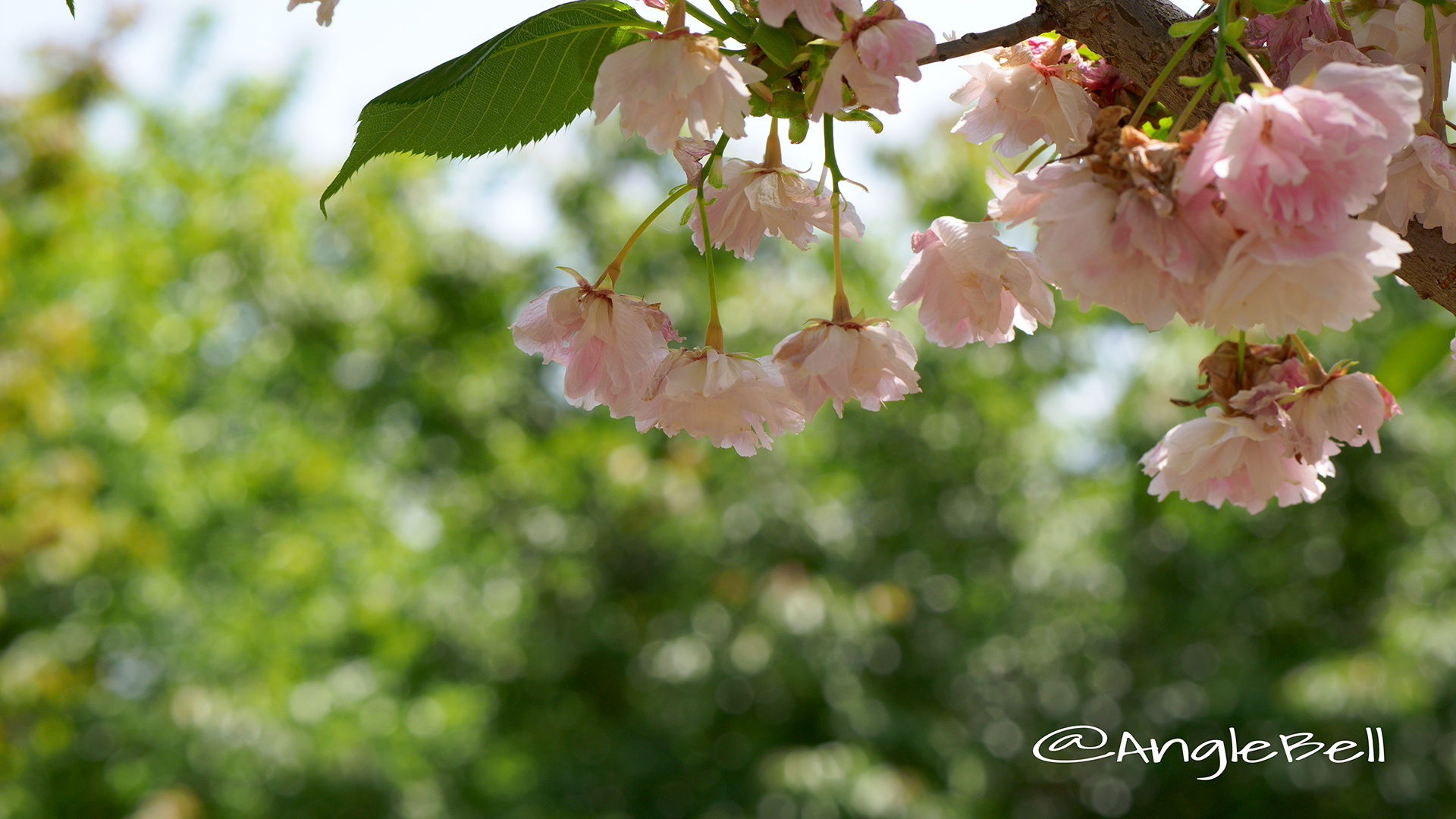 ランラン 蘭蘭(八重桜) Flower Photo2