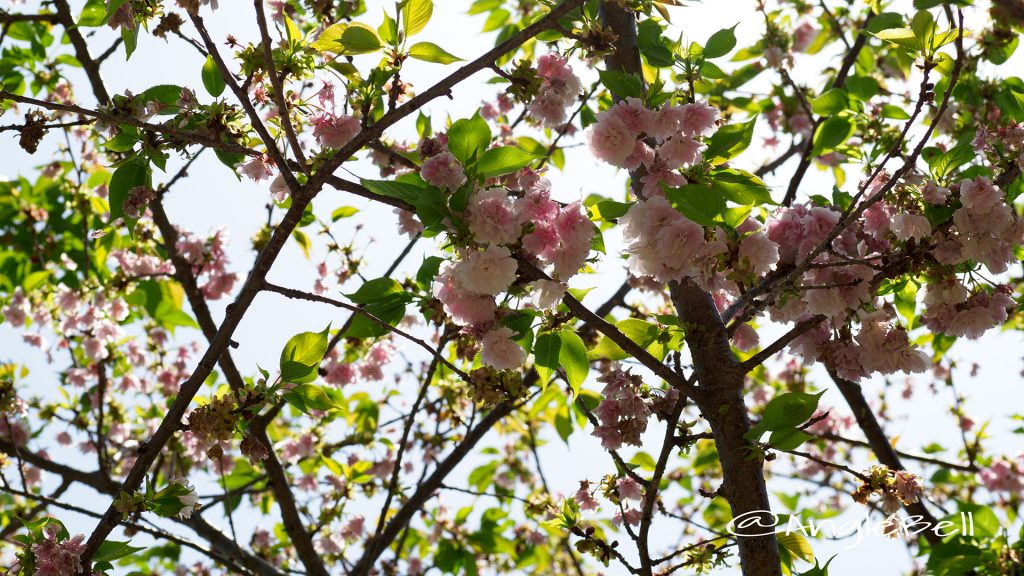 ランラン 蘭蘭(八重桜) Flower Photo1