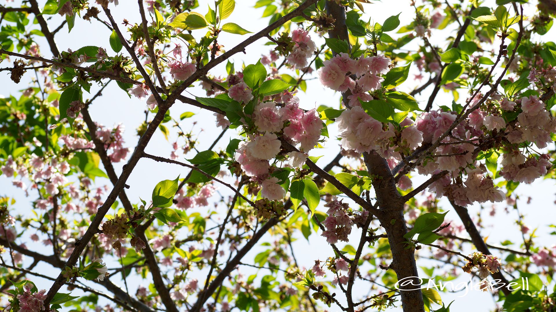 ランラン 蘭蘭(八重桜)