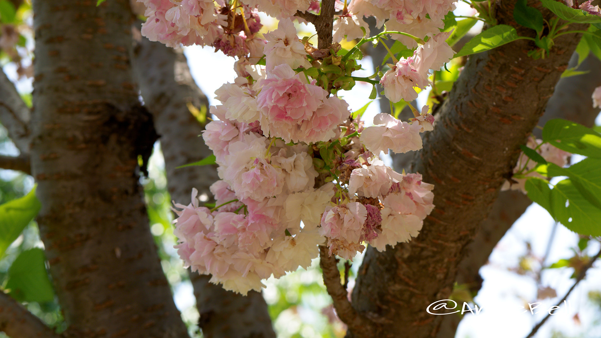 ランラン 蘭蘭(八重桜) Flower Photo3