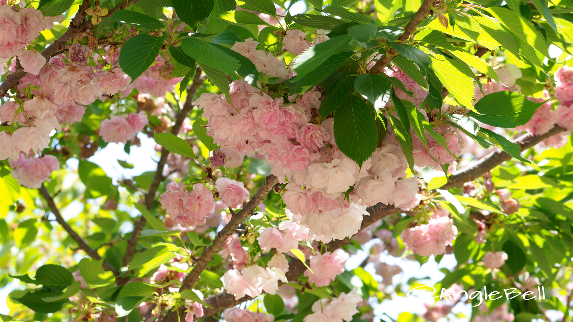 マツマエヤエコトブキ 松前八重寿 Flower Photo2