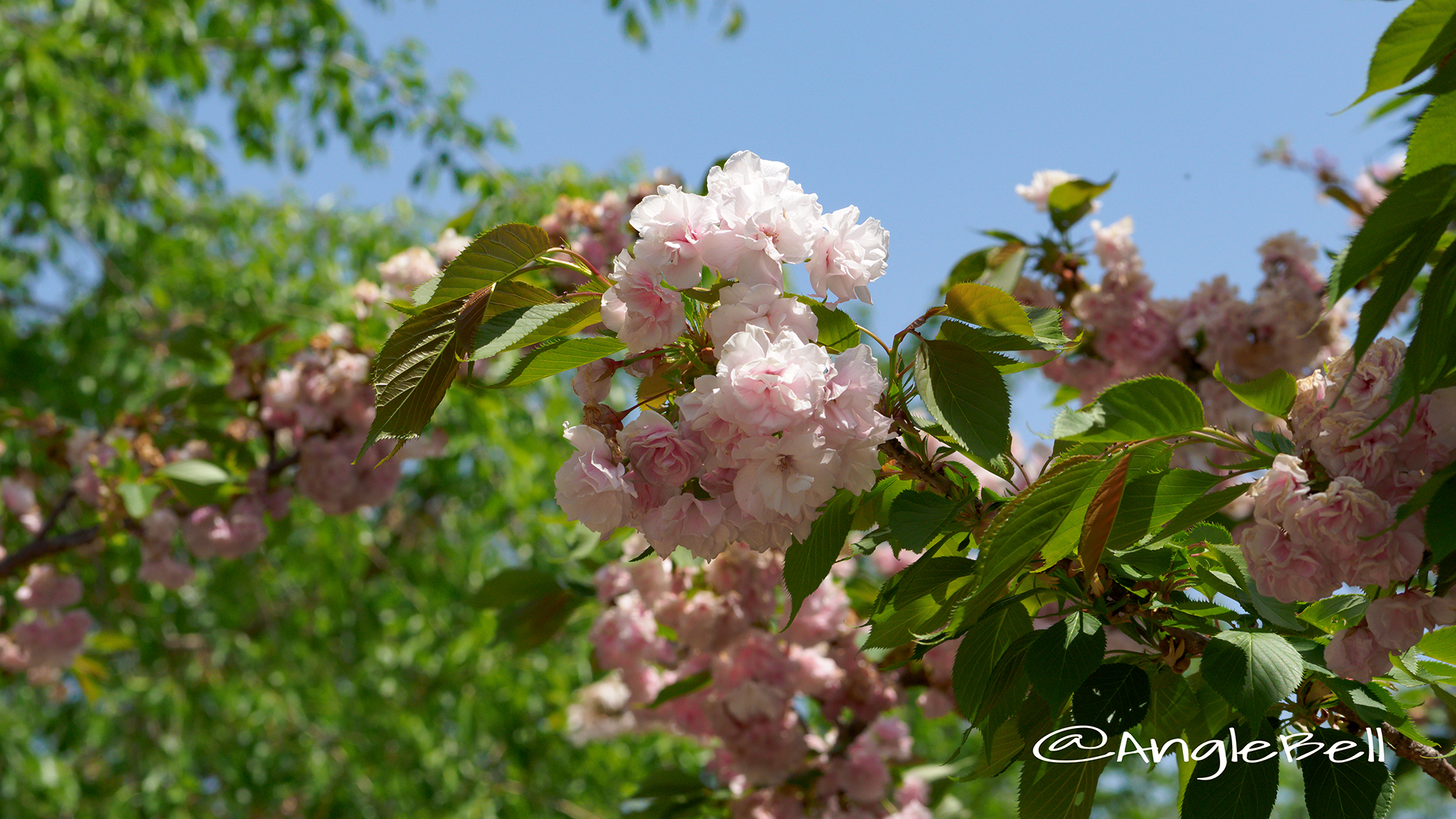 マツマエヤエコトブキ 松前八重寿 Flower Photo3