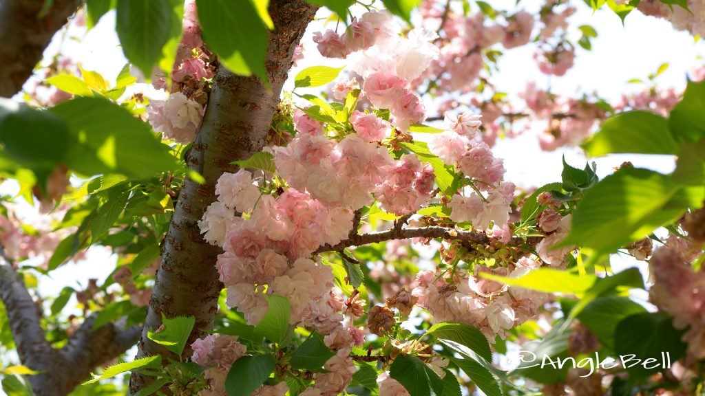 マツマエヤエコトブキ 松前八重寿 Flower Photo1