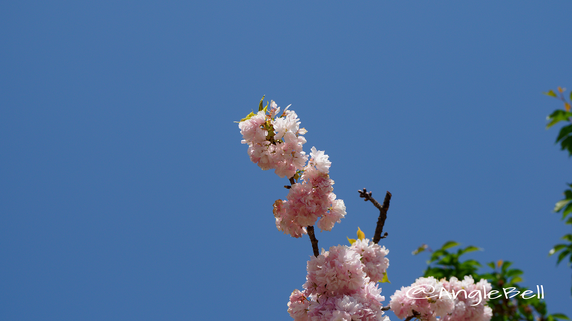 ヤエベニトラノオ 八重紅虎の尾 Flower Photo2