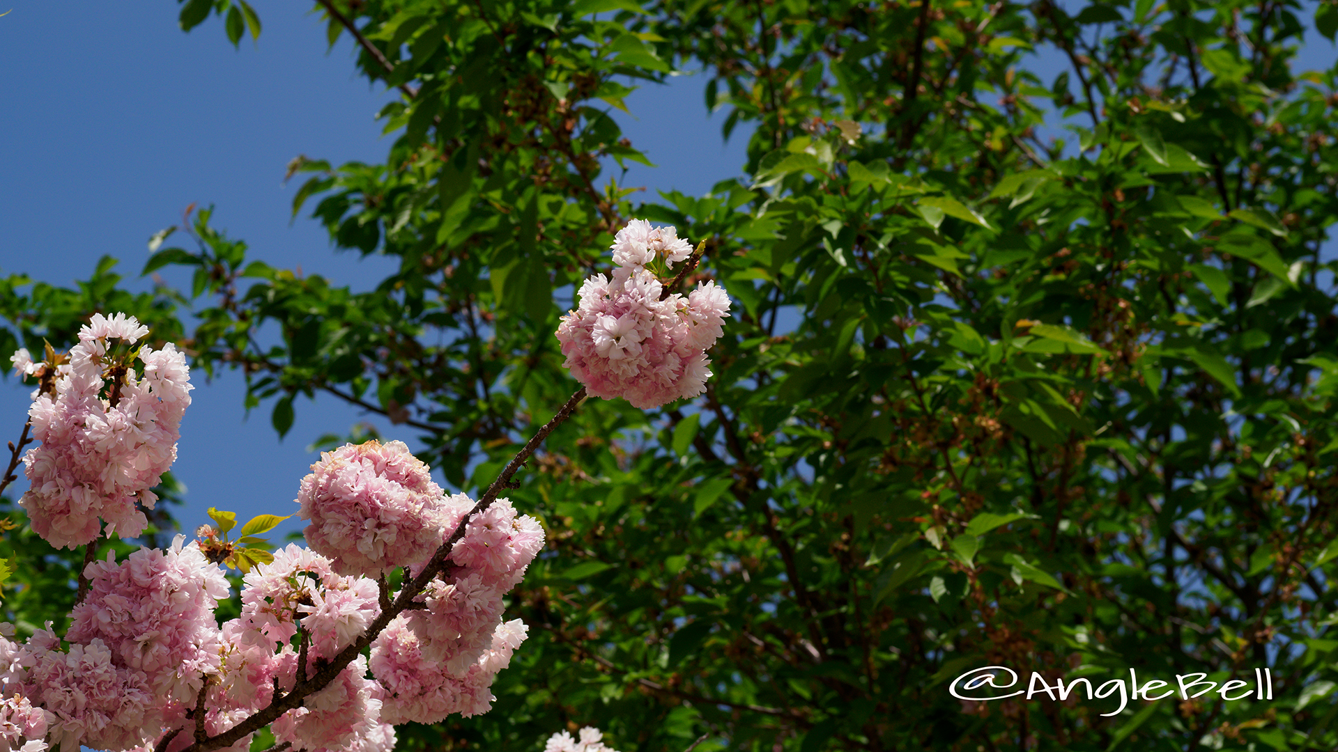 ヤエベニトラノオ 八重紅虎の尾 Flower Photo3