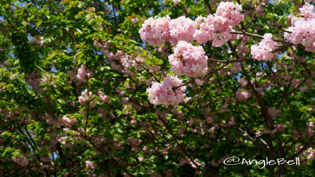 ヤエベニトラノオ 八重紅虎の尾 Flower Photo1