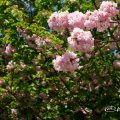 ヤエベニトラノオ 八重紅虎の尾 Flower Photo1