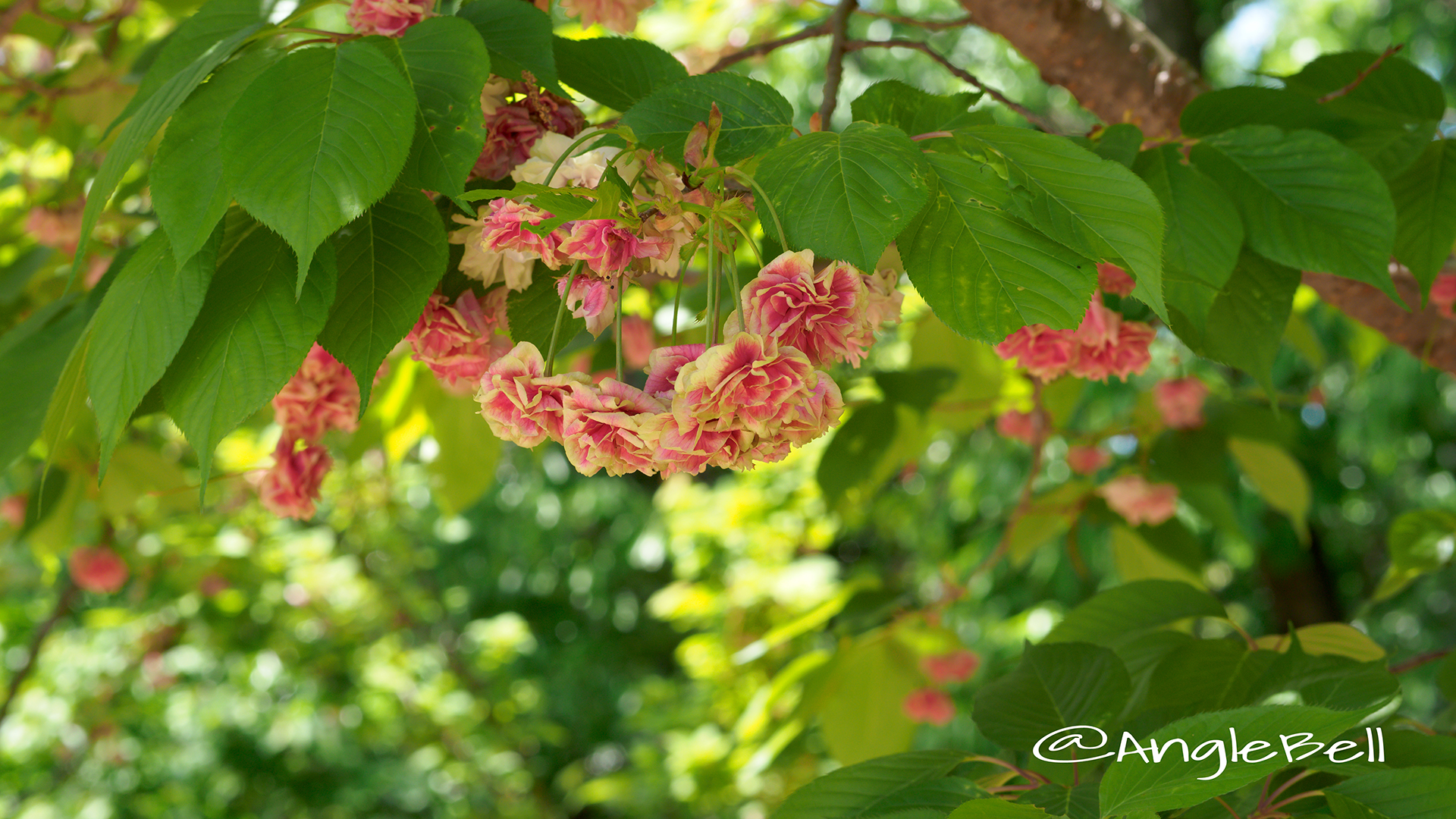 スマウラフゲンゾウ 須磨浦普賢象 Flower Photo2