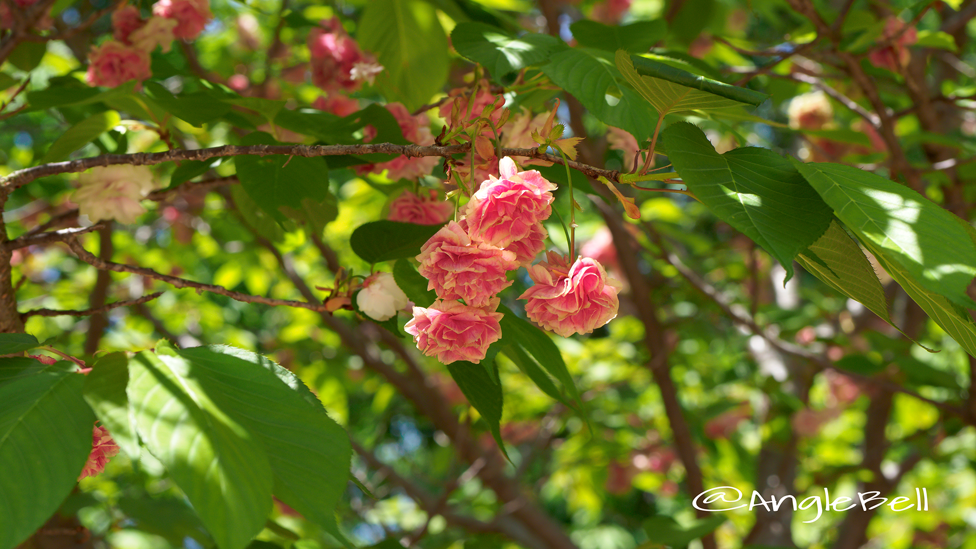 スマウラフゲンゾウ 須磨浦普賢象 Flower Photo3