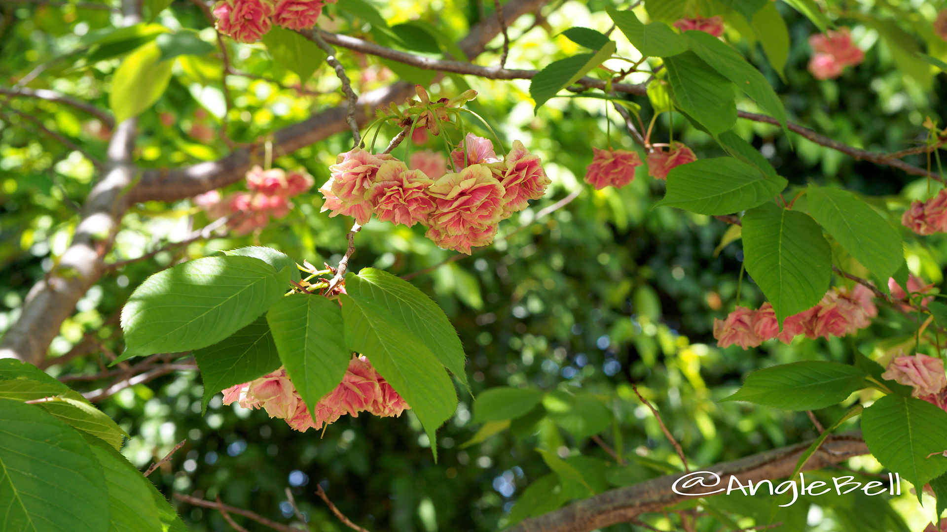 スマウラフゲンゾウ 須磨浦普賢象 Flower Photo4