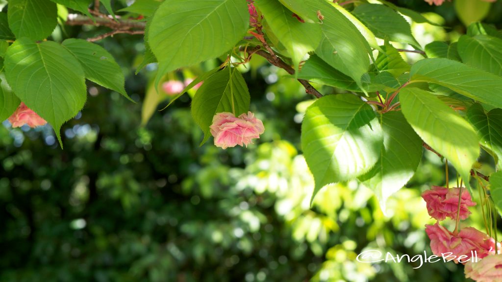 スマウラフゲンゾウ 須磨浦普賢象 Flower Photo1