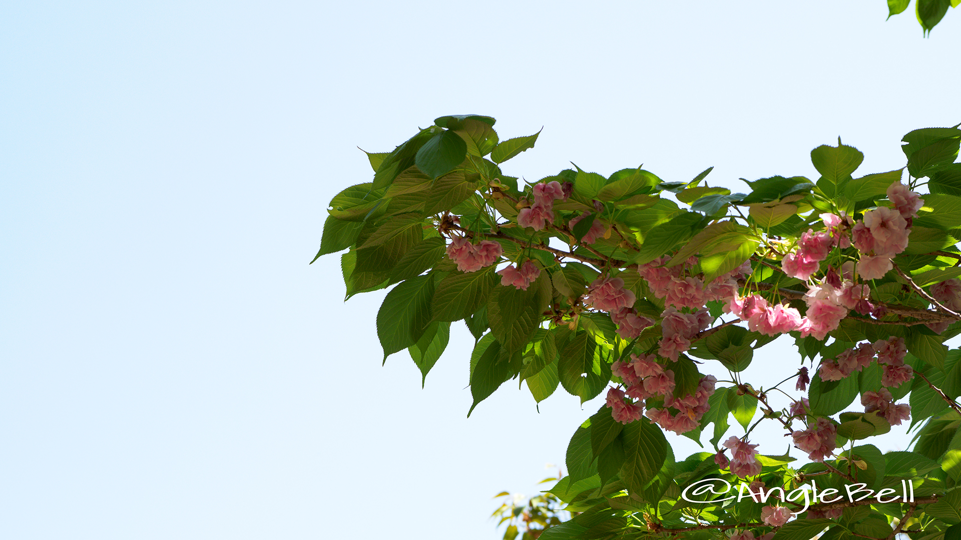 フクロクジュ 福禄寿(八重桜) Flower Photo2