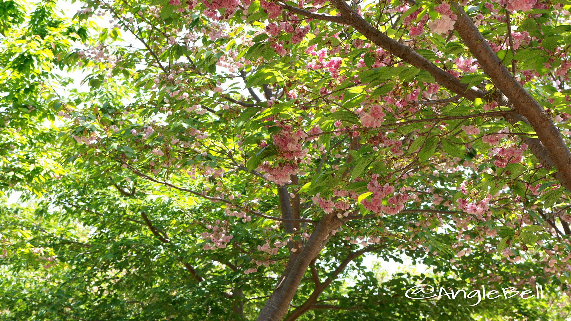 フクロクジュ 福禄寿(八重桜) Flower Photo3