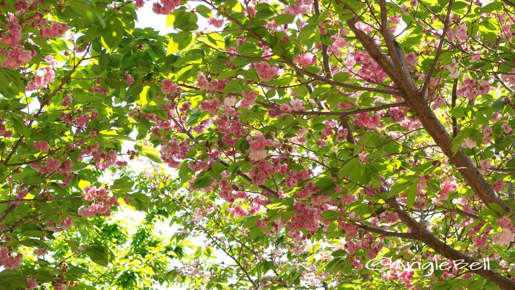 フクロクジュ 福禄寿(八重桜) Flower Photo1