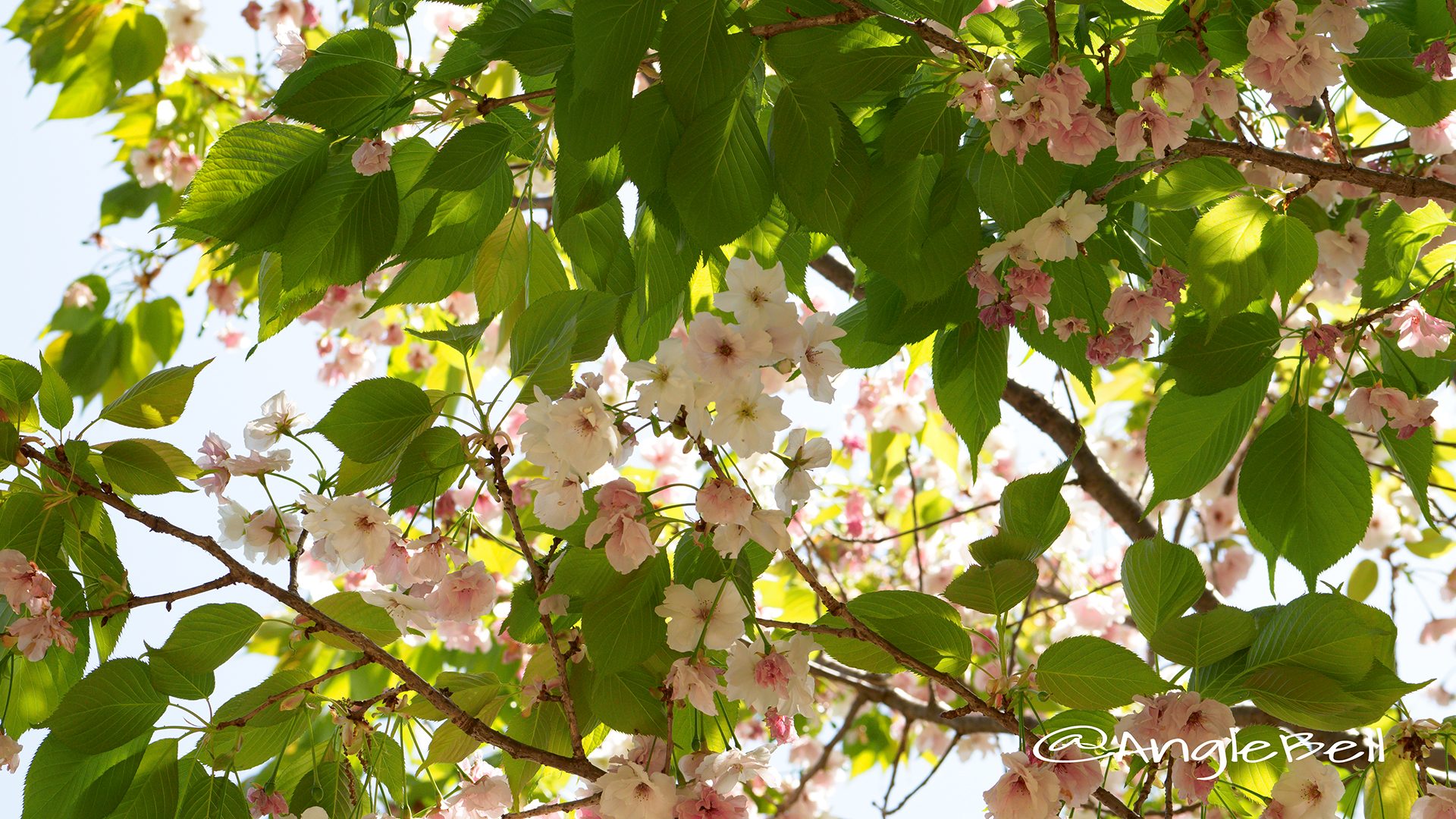 シズカ 静香(八重桜)