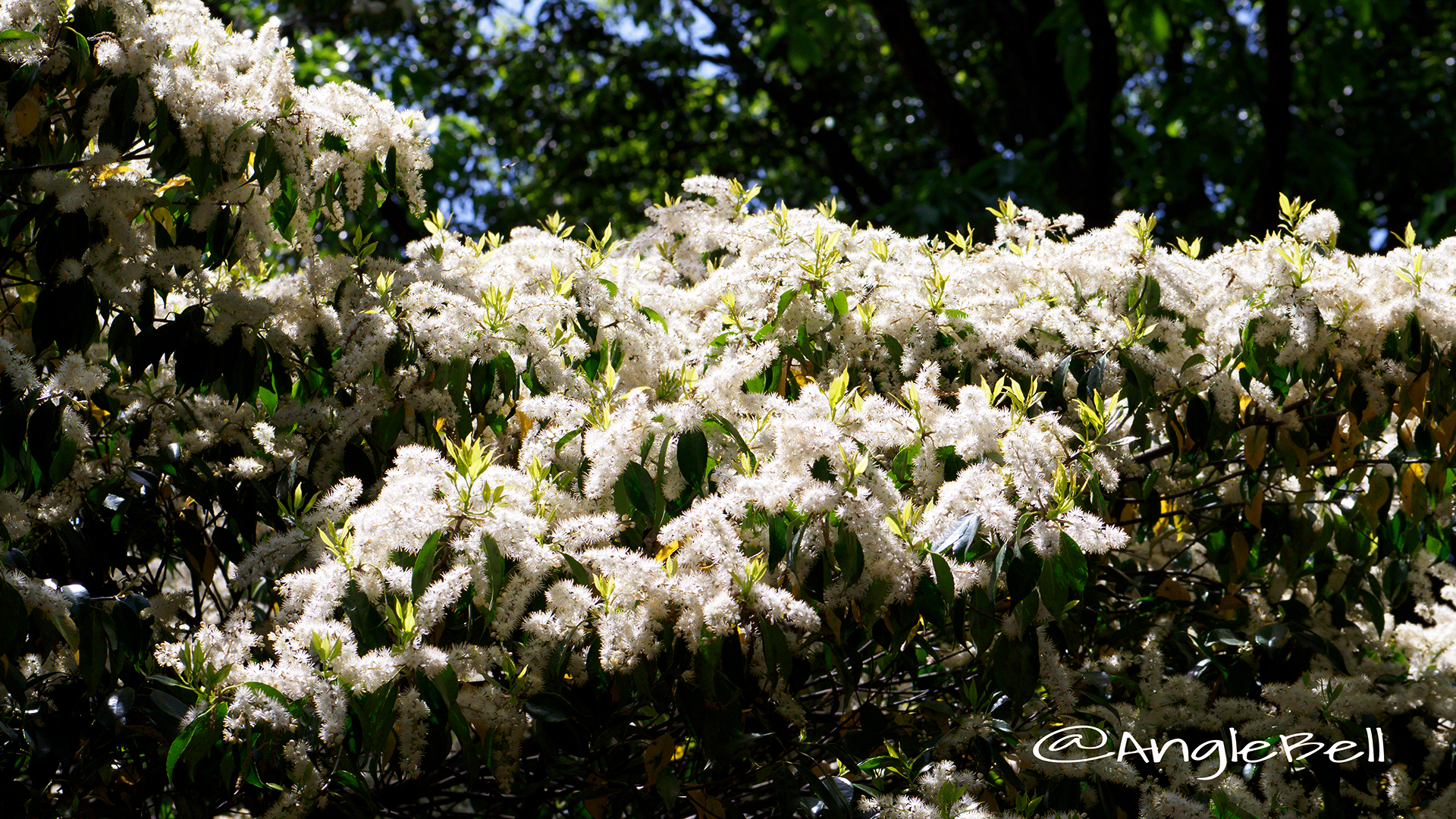 クロバイ 黒灰 Flower Photo2