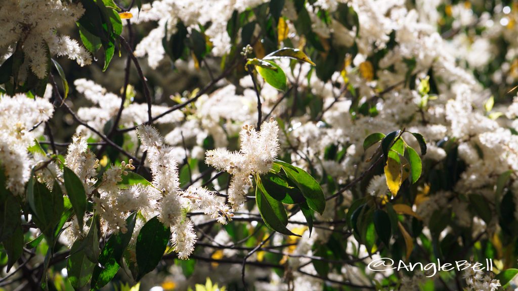 クロバイ 黒灰 Flower Photo1
