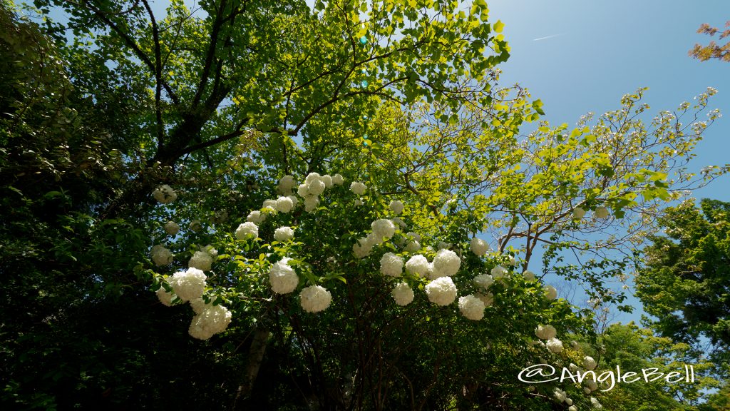 ムーシューチュー 木綉球 Flower Photo1