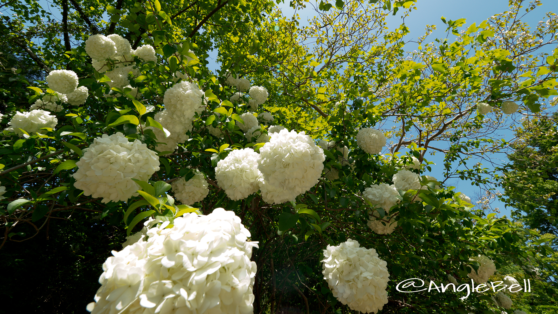 ムーシューチュー 木綉球 Flower Photo3