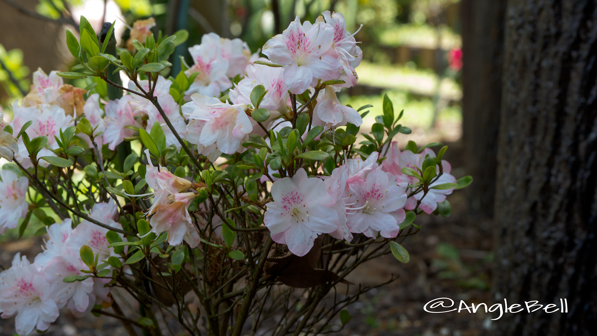 アズマカガミ 吾妻鏡 (石楠花) Flower Photo2