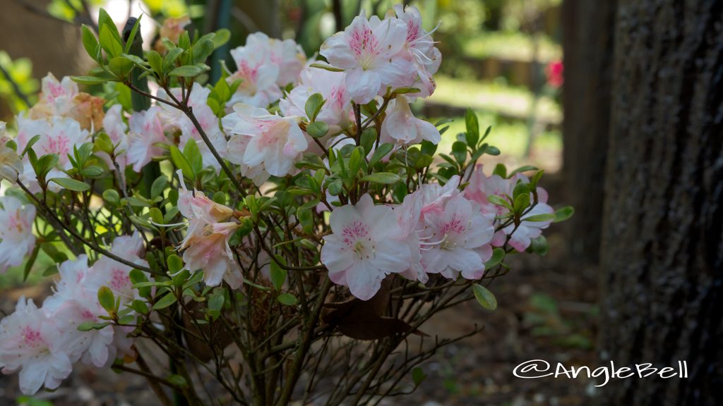 アズマカガミ 吾妻鏡 (石楠花) Flower Photo1