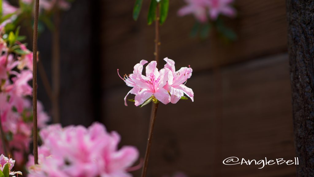 トコナツ 常夏 (石楠花) Flower Photo1
