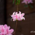 トコナツ 常夏 (石楠花) Flower Photo1