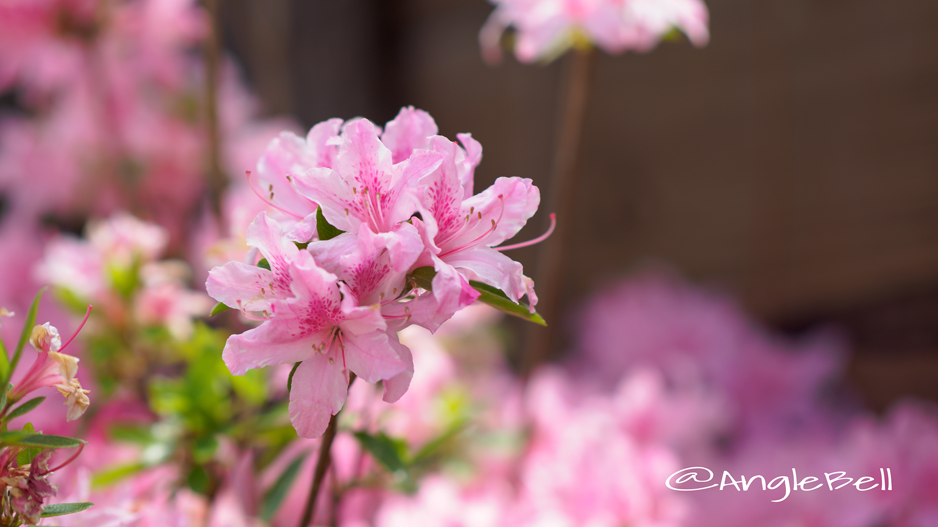 トコナツ 常夏 (石楠花) Flower Photo2