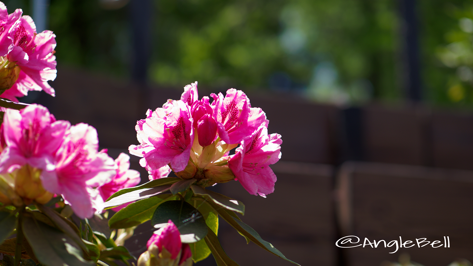 ギンガ 銀河 (石楠花) Flower Photo2