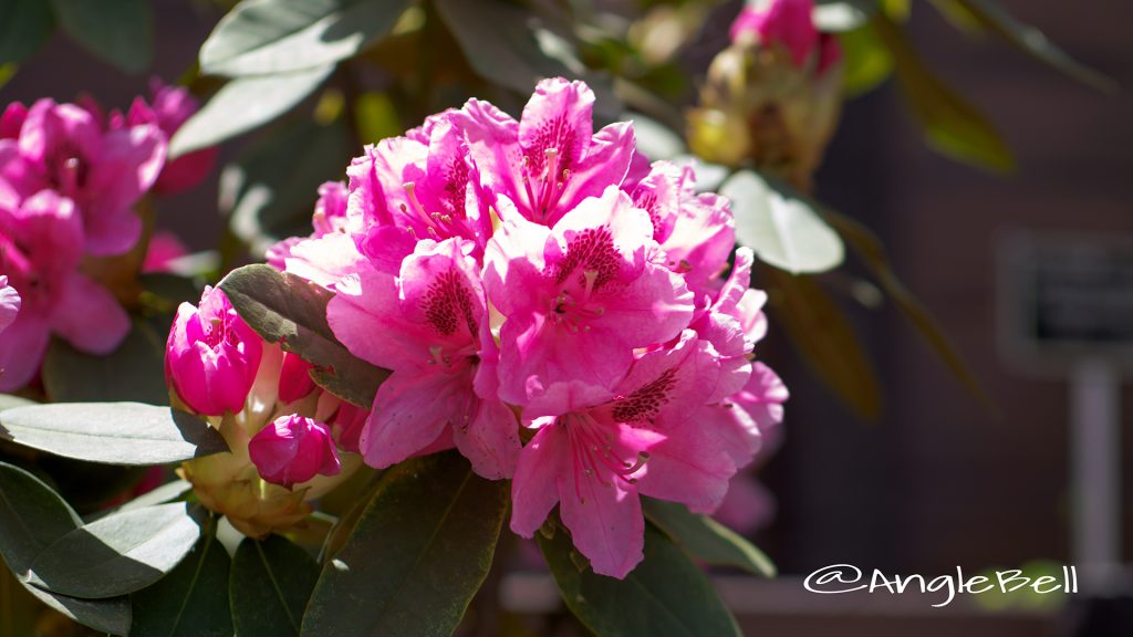 ギンガ 銀河 (石楠花) Flower Photo1