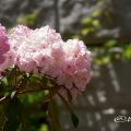 ハナカガリ 花かがり (石楠花) Flower Photo1