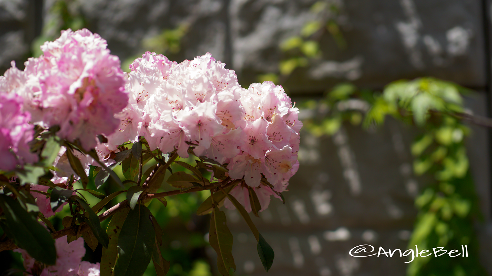 ハナカガリ 花かがり (石楠花) Flower Photo1