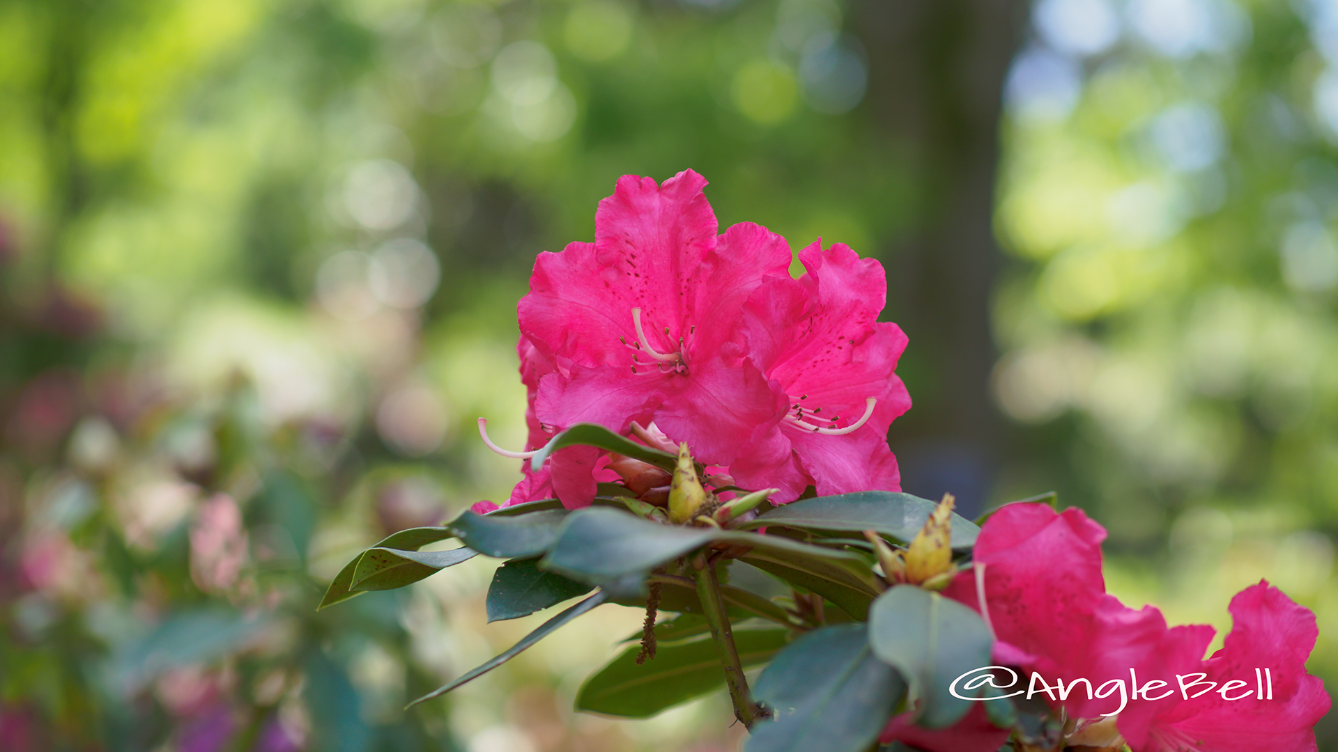 ハーフダン・レム (石楠花) Flower Photo2