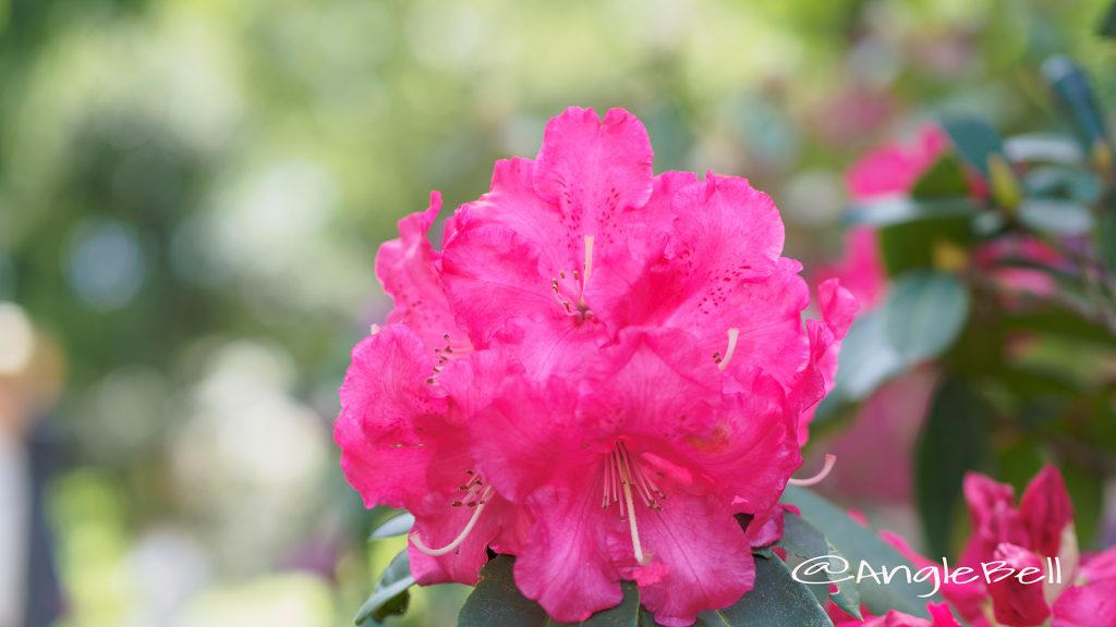ハーフダン・レム (石楠花) Flower Photo1