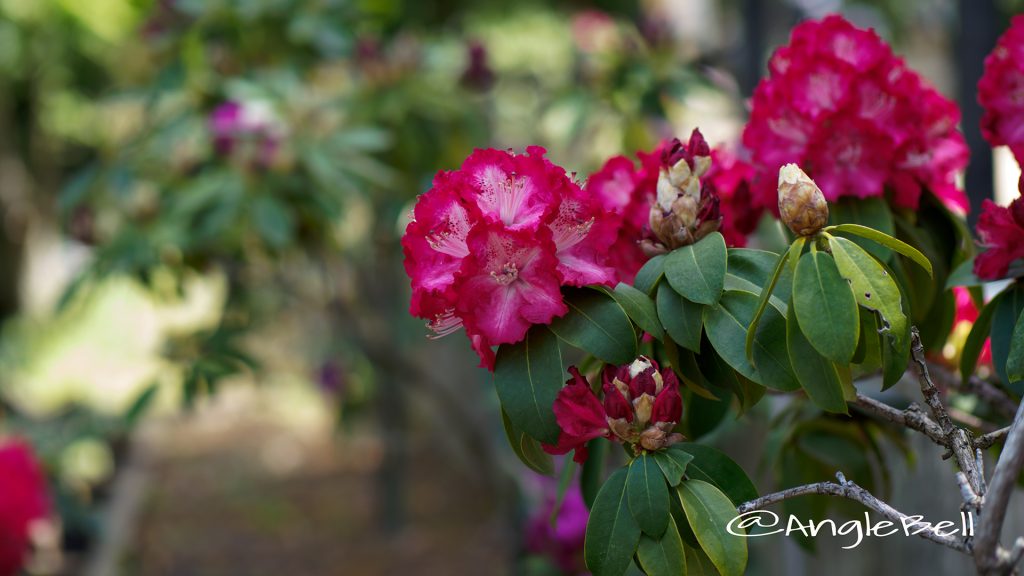 ホノオ 炎 (石楠花) Flower Photo1
