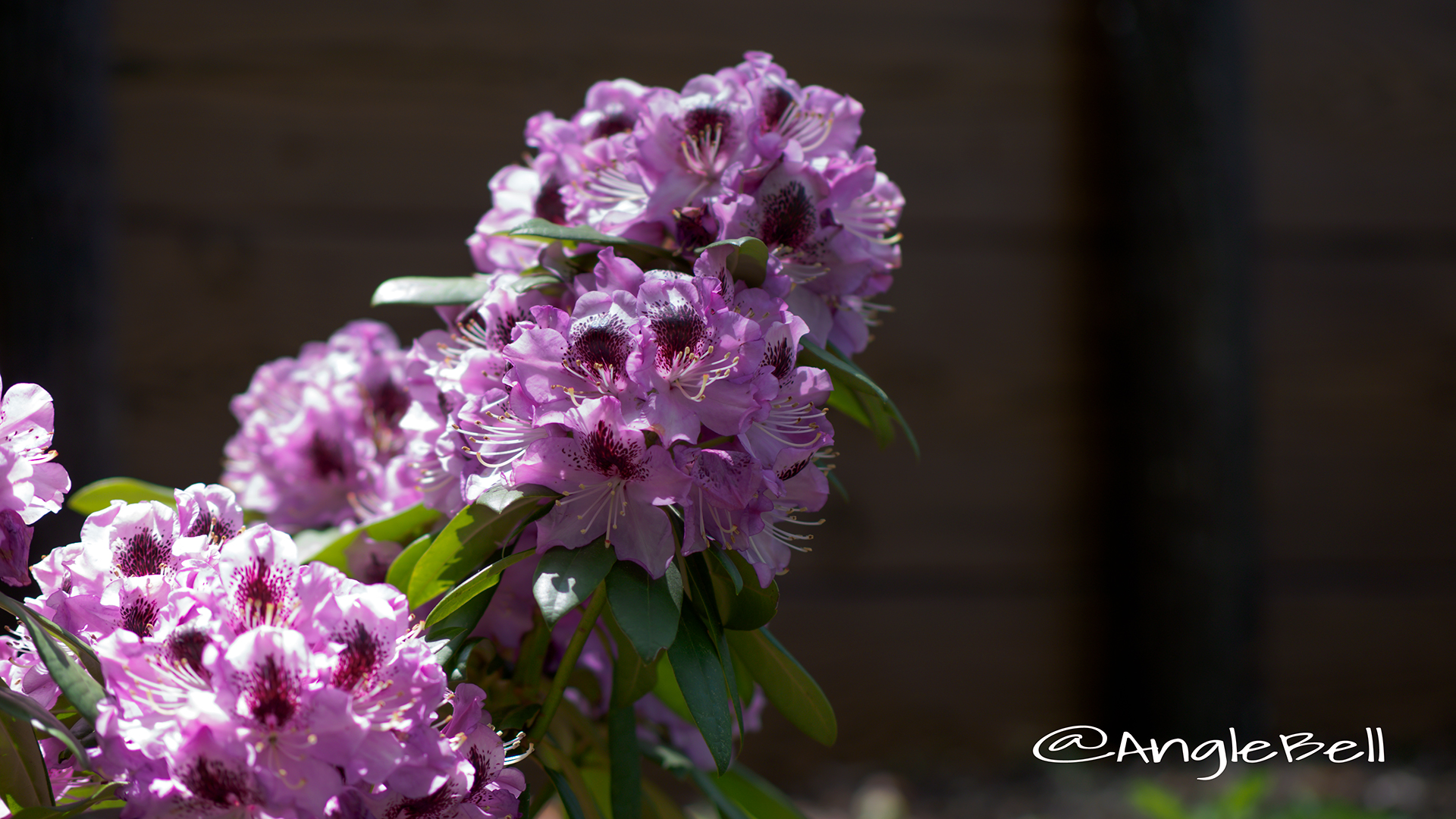 パープルドーム (石楠花) Flower Photo2