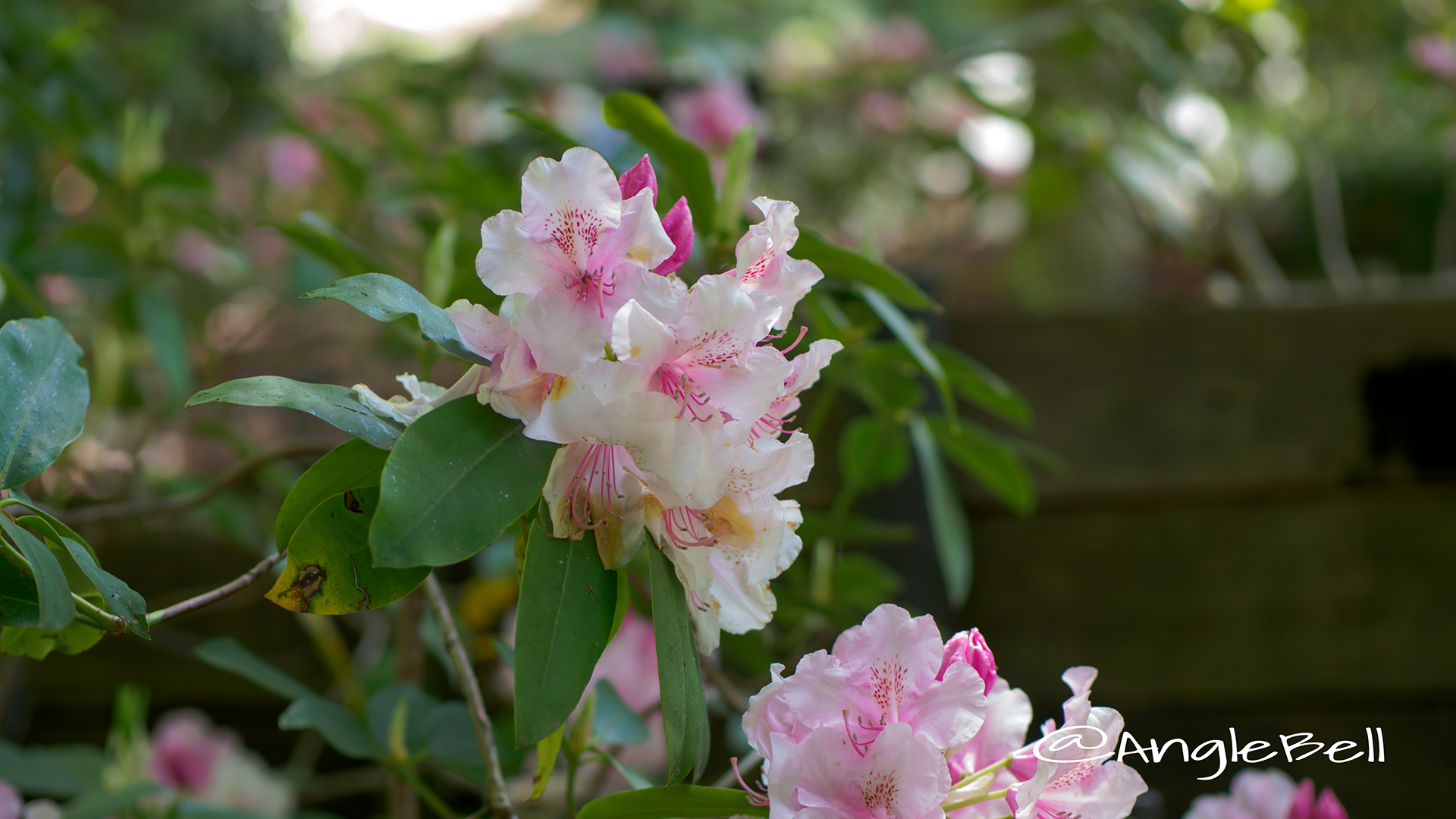 ピンク・パール (石楠花) Flower Photo1