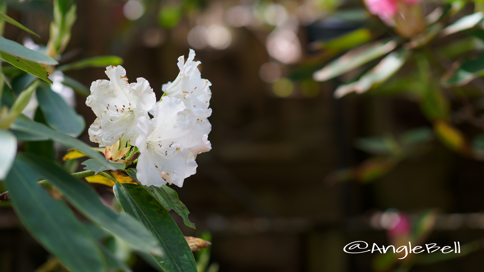 ローダス・ホワイト (石楠花) Flower Photo1