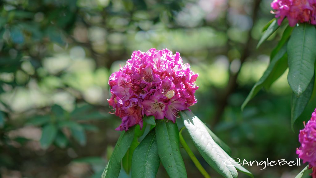 パープル・レインボー (石楠花) Flower Photo1