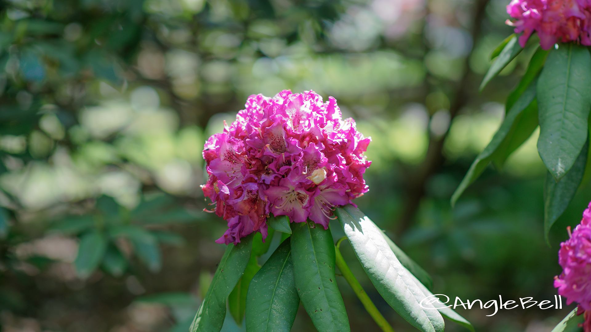 パープル・レインボー (石楠花) Flower Photo1