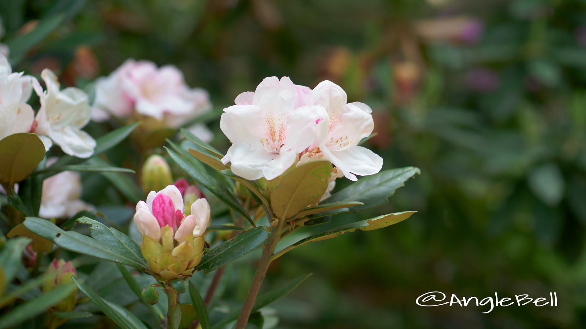 モーニング・マジック (石楠花) Flower Photo1