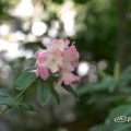 アズマノヨソオイ 吾妻粧 (石楠花) Flower Photo1