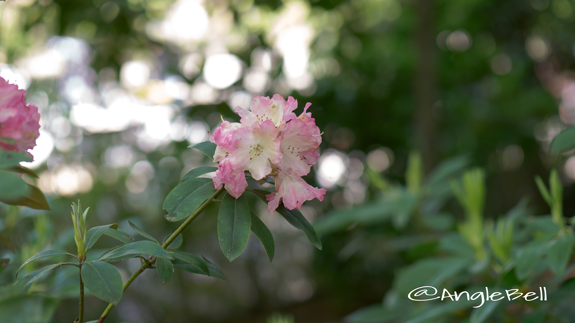 アズマノヨソオイ 吾妻粧 (石楠花) Flower Photo1