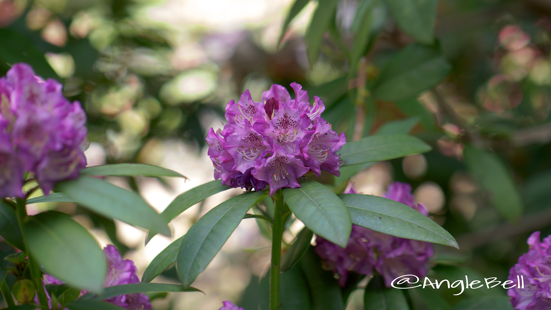 パープル・ジュエル (石楠花) Flower Photo1