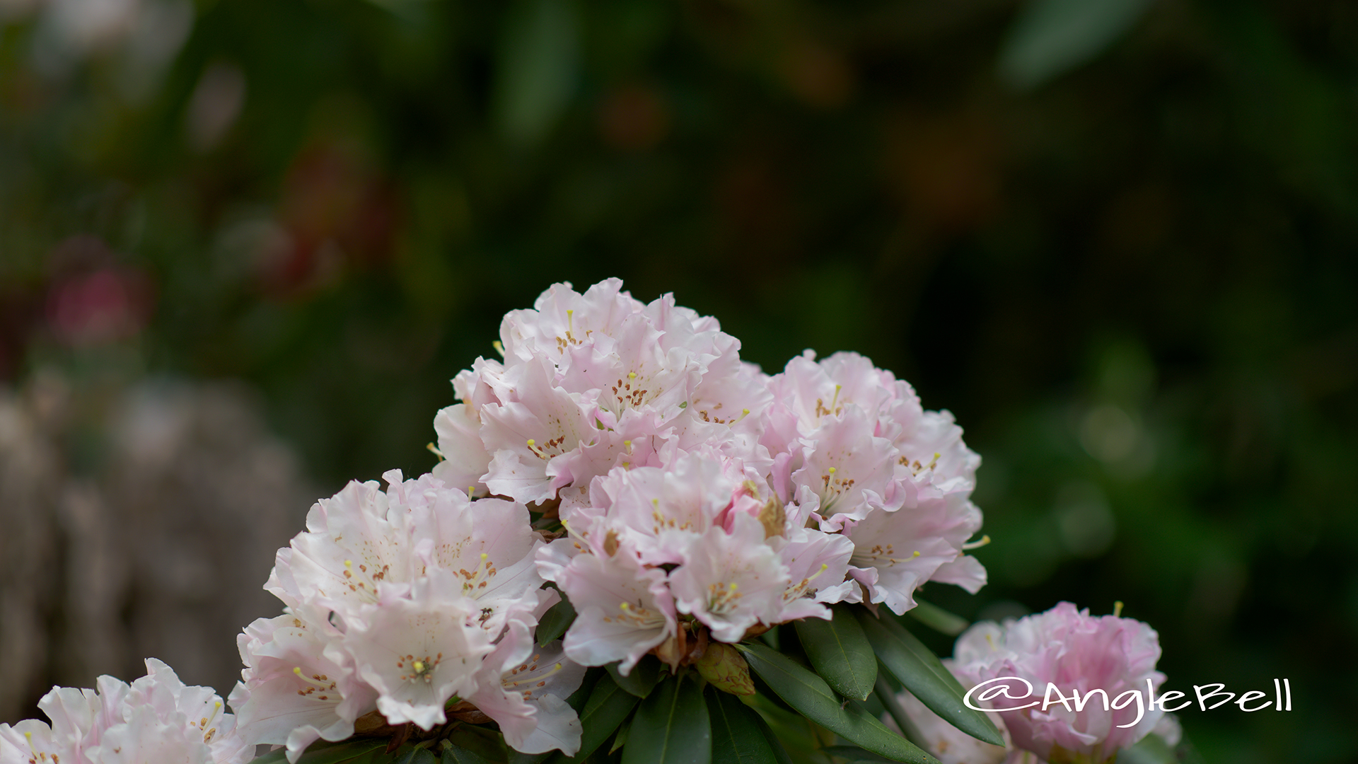 モモイロトイキ 桃色吐息 (石楠花) Flower Photo1