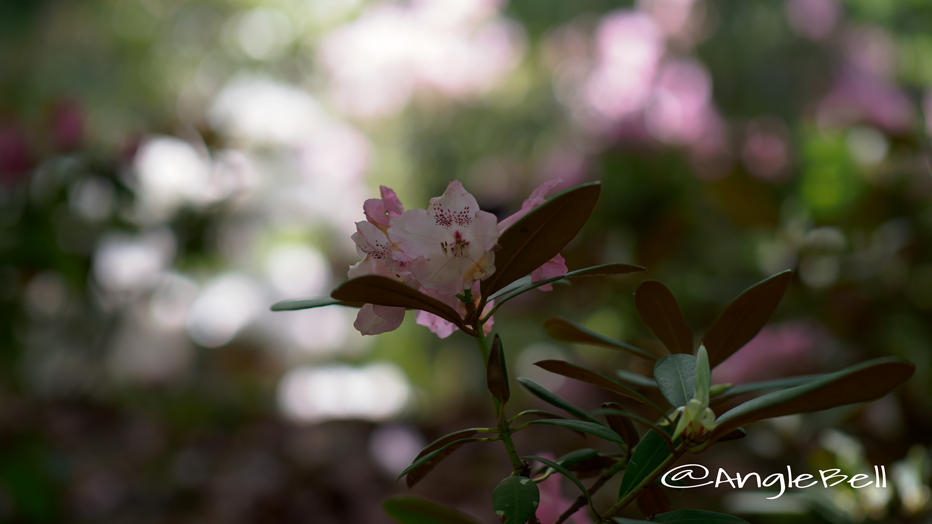 ピンクドリーム (石楠花) Flower Photo1