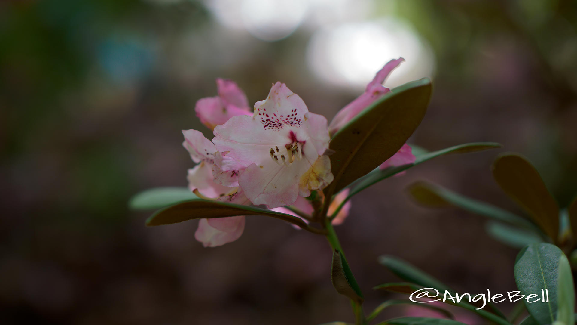 ピンクドリーム (石楠花) Flower Photo2